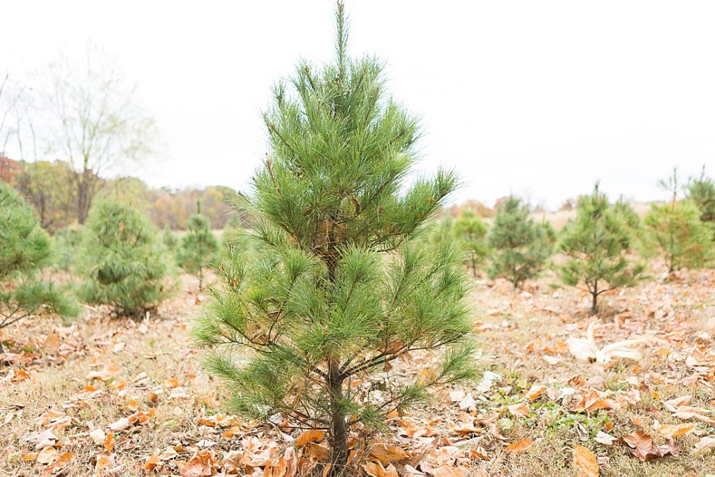 Christmas Trees at Oak Hill Farm in Crawfordsville 